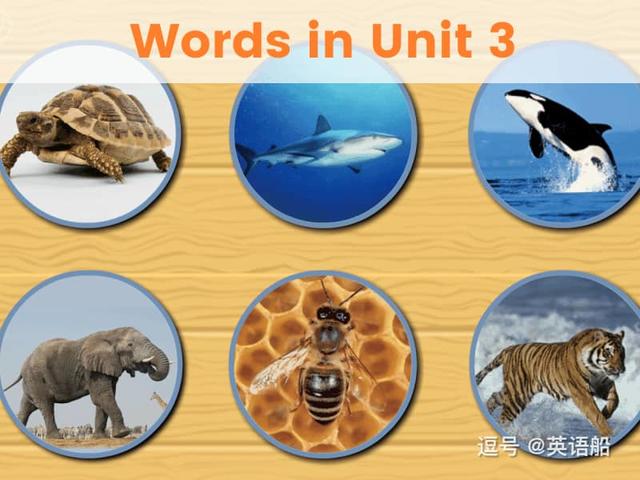单词闪卡 Unit 3 | 小学英语人教新起点六年级上册